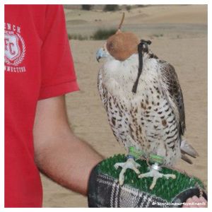 Avec les faucons, Bab Al Shams Desert Resort - 2013