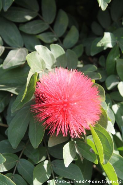 Une flore variée, Coronado Island