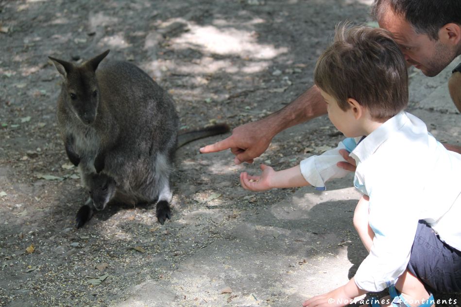 Notre fils cadet s'approche d'un bébé kangourou, dans la poche de sa maman